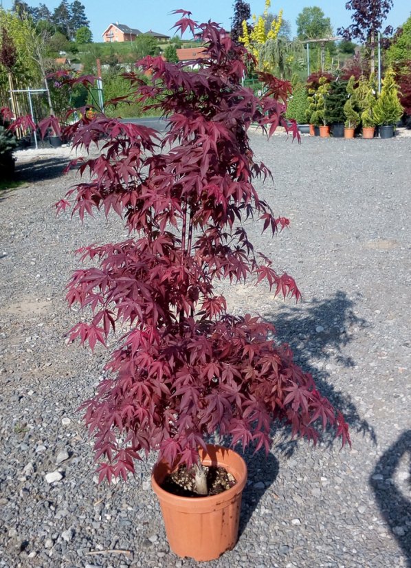 Acer palmatum 'Atropurpureum'