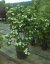 Cornus kousa 'Schmetterling' - Varianty: ko20l velikost 150-175