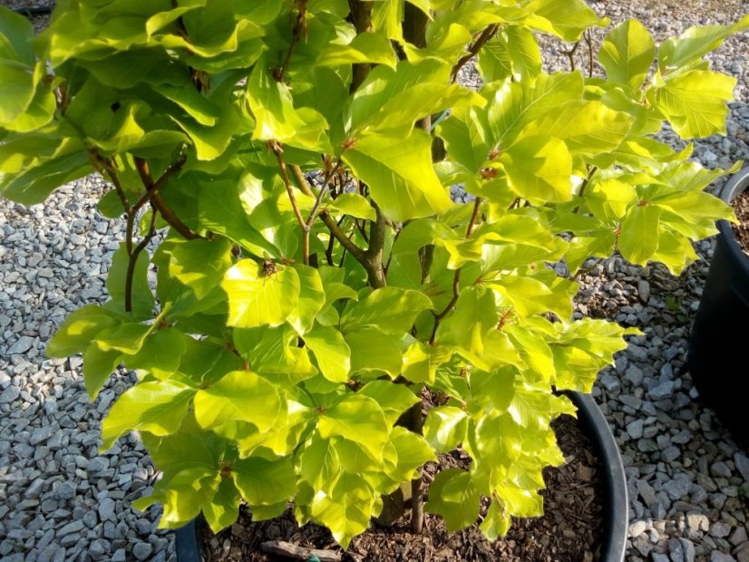 Fagus sylvatica 'Dawyck Gold' - Varianty: ko35l velikost ok 10-12 zavětvený