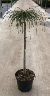 Thuja plicata 'Whipcord'
