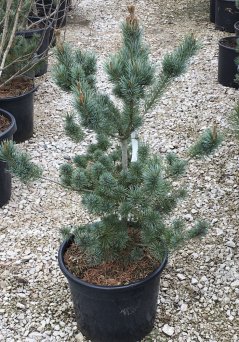Pinus parviflora 'Negishi'