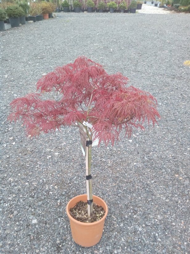 Acer palmatum 'Dissectum Garnet' - Varianty: ko18l velikost 100-125 dole roubovaný