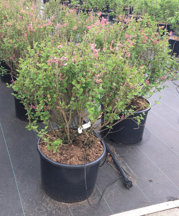 Syringa meyeri 'Pallibin' - Varianty: ko10l velikost 40-60