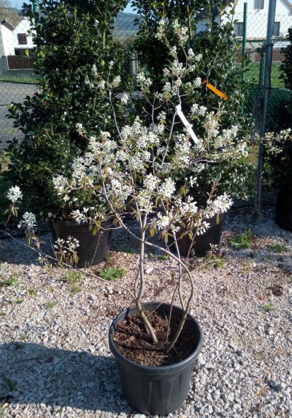 Amelanchier lamarckii - Varianty: ko60l velikost 200-250