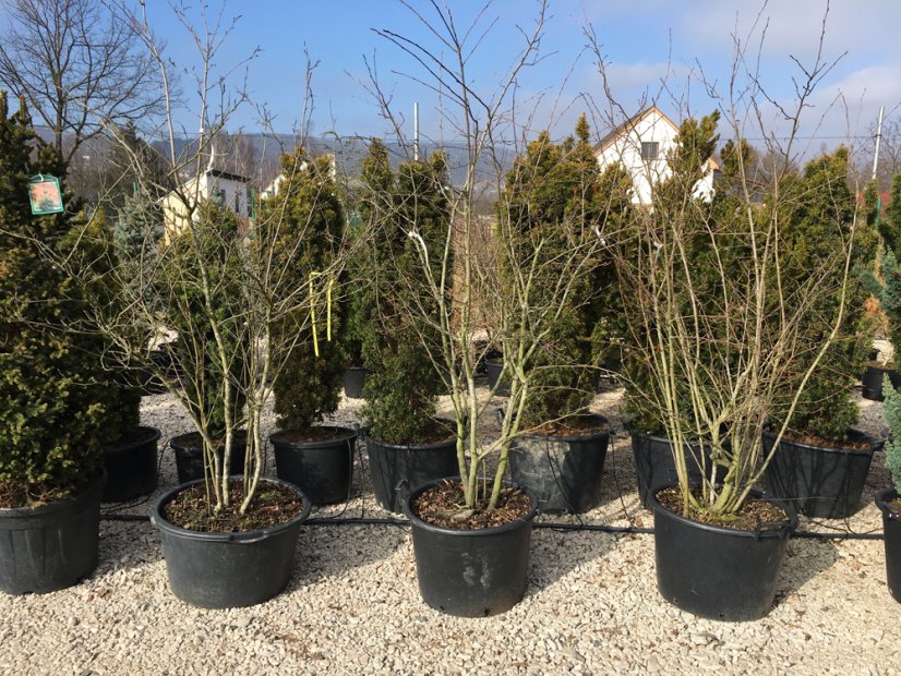 Amelanchier lamarckii