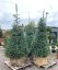 Abies concolor - Varianty: bal velikost 150-175