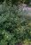 Viburnum 'Pragense'