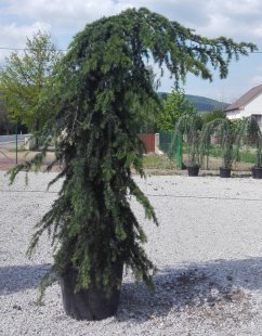 Cedrus deodara 'Pendula'