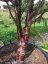 Prunus serrula