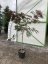 Albizia julibrissin 'Summer Chocolate'
