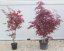 Acer palmatum 'Bloodgood'