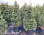 Picea abies 'Will’s Zwerg' - Varianty: ko50l velikost 150-175