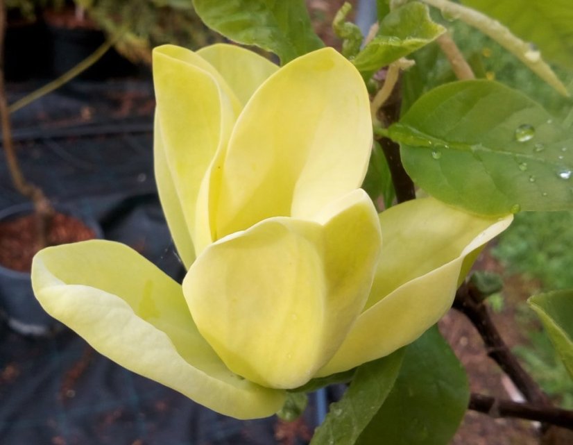 Magnolia x brooklynensis 'Yellow Bird' - Varianty: ko50l velikost ok 8-10
