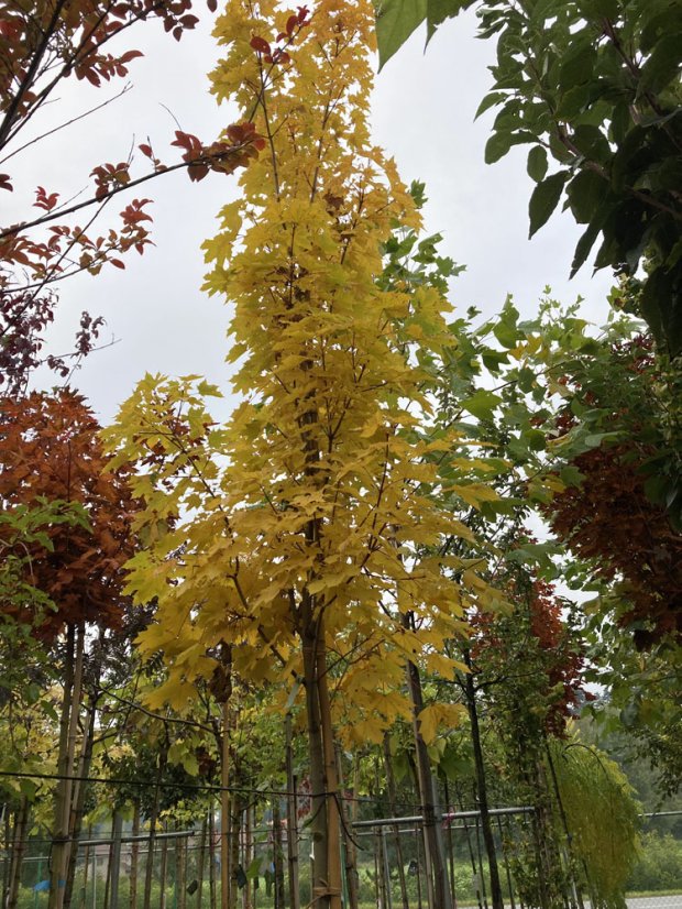 Acer platanoides 'Emerald Queen'