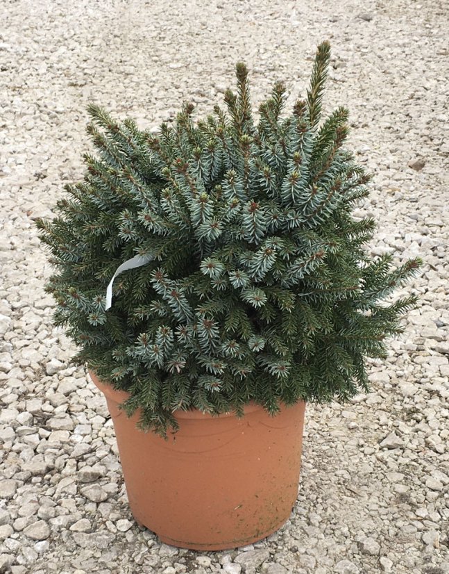 Picea omorika 'Nana'