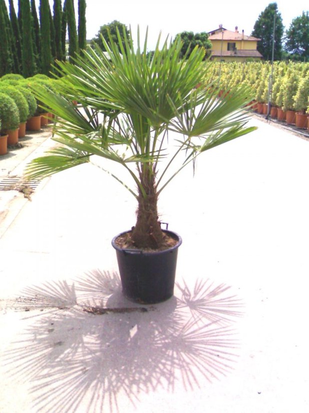 Trachycarpus fortunei