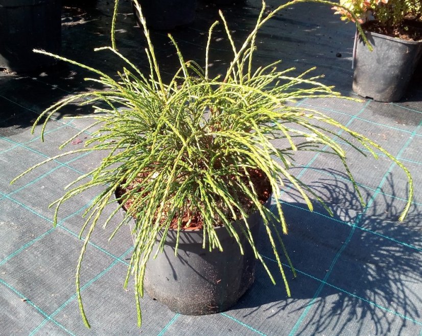 Thuja plicata 'Whipcord' - Varianty: ko7,5l velikost 30-40