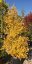 Ginkgo biloba 'Fastigiata Blagon'
