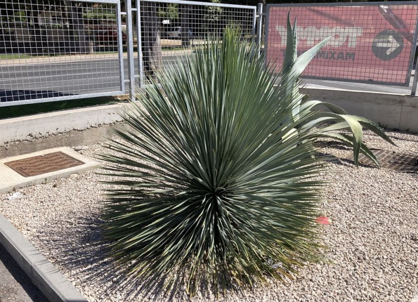 Yucca rostrata