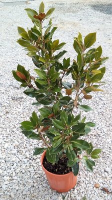Magnolia grandiflora 'Little Gem'
