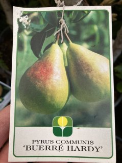 Pyrus communis 'Hardyho'