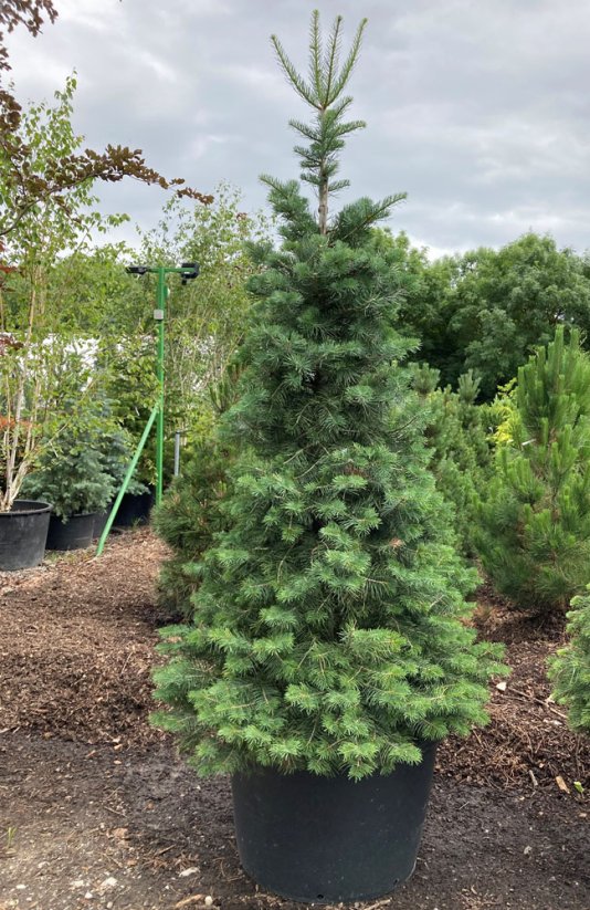Abies concolor - Varianty: bal velikost 125-150