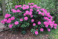 Rhododendron x hybridum