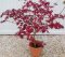 Acer palmatum 'Aconitifolium'