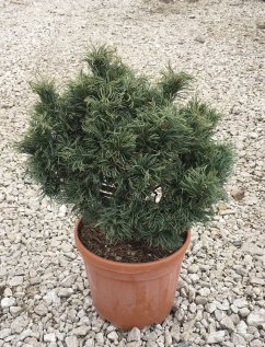 Pinus strobus 'Green Twist'