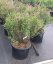 Syringa meyeri 'Pallibin' - Varianty: ko20l velikost 60-80