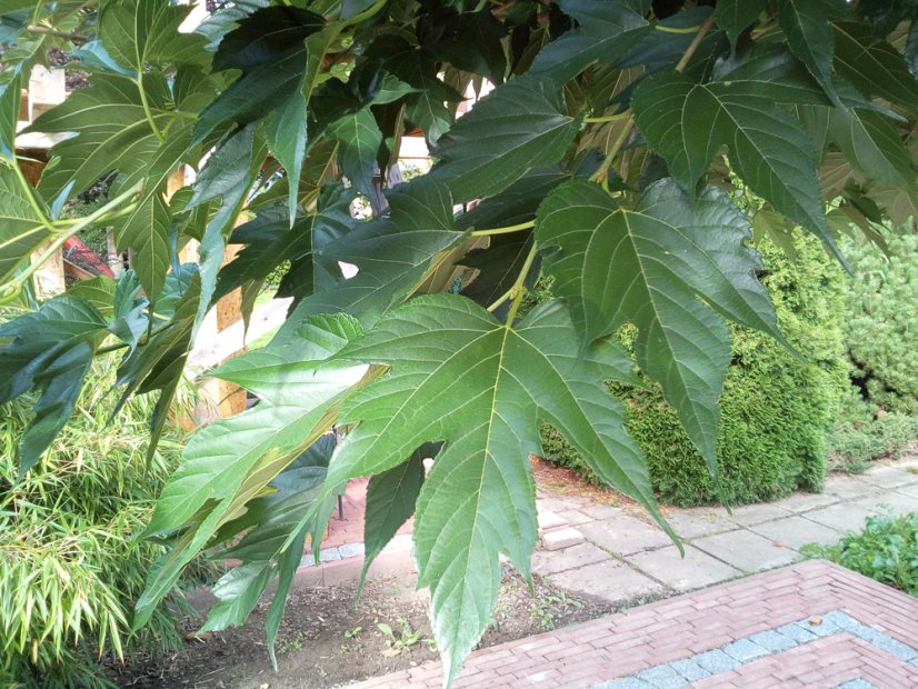 Morus platanifolia 'Fruitless' - Varianty: ko50l velikost ok 12-14 střecha 150x150