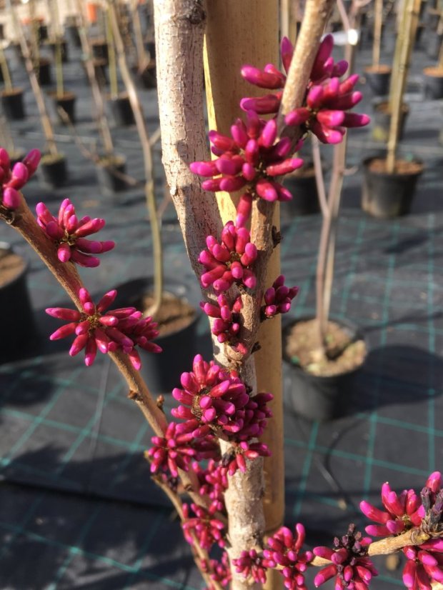 Cercis chinensis 'Avondale'