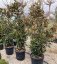 Magnolia grandiflora 'Alta' - Varianty: ko180l velikost 250-300