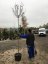 Platanus x acerifolia 'Alphens Globe' - Varianty: ko35l velikost ok 8-10