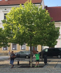Platanus x acerifolia 'Alphens Globe'