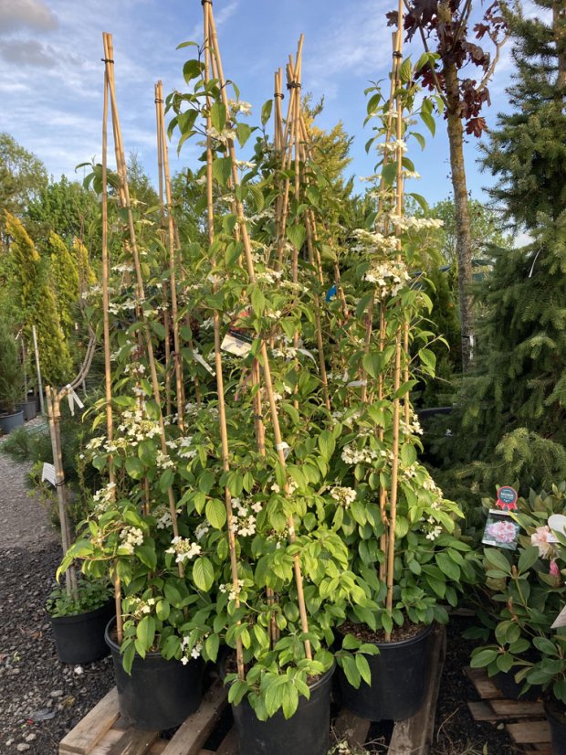 Viburnum plicatum 'Kilimanjaro' - Varianty: ko20l velikost 175-200