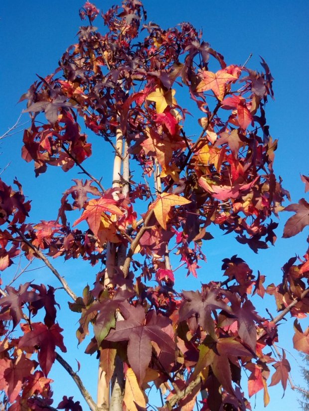 Liquidambar styraciflua