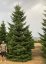 Abies nordmanniana - Varianty: ko130l velikost 225-250