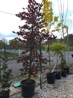 Fagus sylvatica 'Atropunicea'