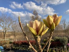 Magnolia 'Sunsation'