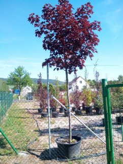 Acer platanoides 'Royal Red'