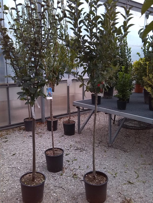 Mespillus germanica - Varianty: ko15l kmen 120