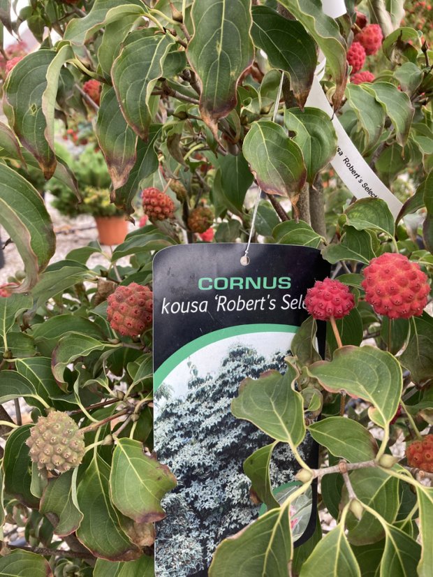 Cornus kousa 'Robert’s Select'