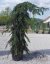 Cedrus deodara 'Pendula'