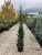 Cedrus atlantica 'Fastigiata'