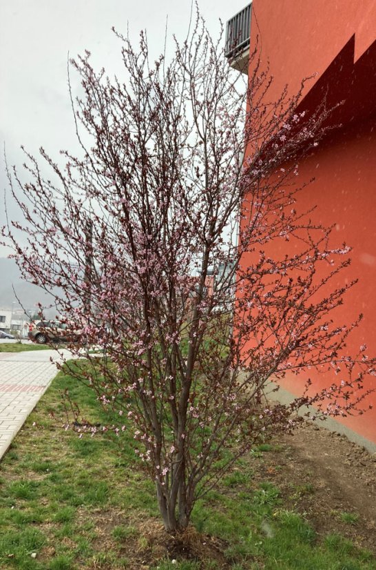 Prunus cerasifera 'Nigra' - Varianty: ko35l velikost 200-250