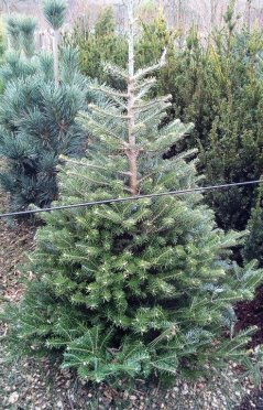 Abies koreana