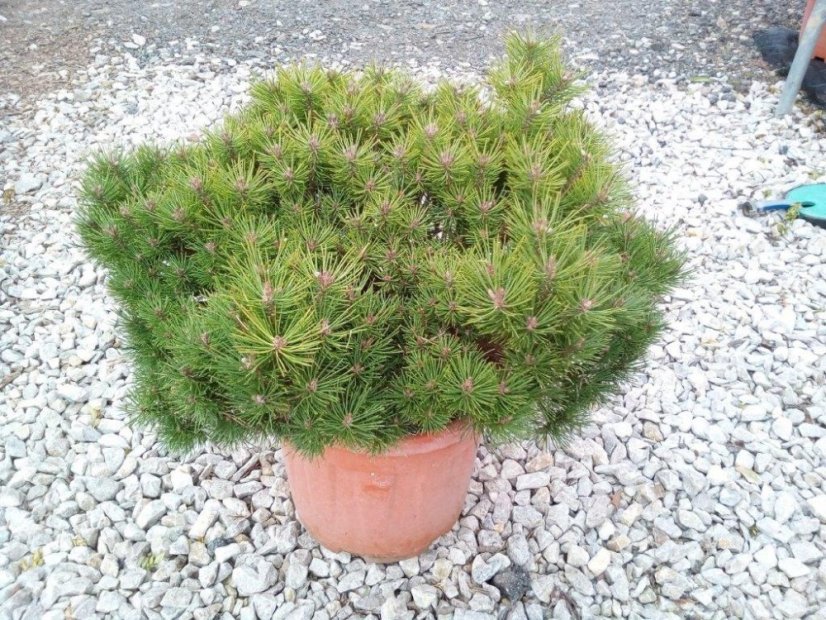 Pinus nigra 'Bambino' - Varianty: ko20l velikost 50-60