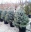Picea pungens 'Blue Diamond'