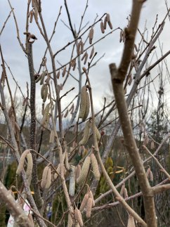 Corylus avellana 'Webbova'